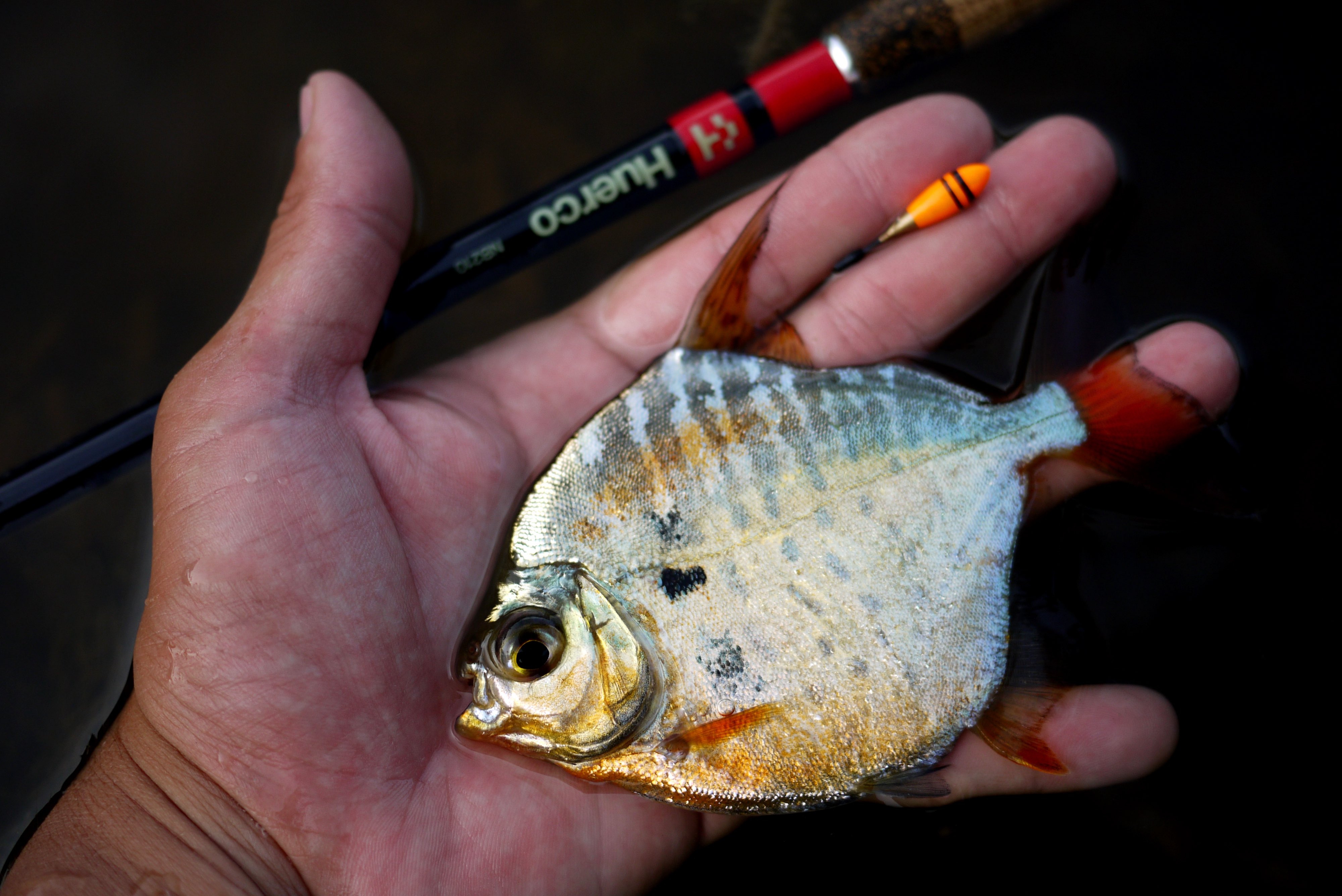 ハゼ釣りおじさん (@hazetsuriojisan) / X