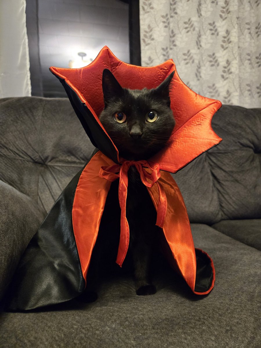mkking7's tweet photo. "Hooman, I require sustenance." - Moonieboonie, Queen of the Night
 #moonieboonie #caturday https://t.co/AKNqSptSH7