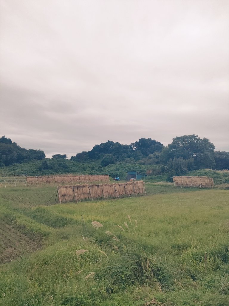 Side80Need's tweet image. 日曜早朝ップン⛅️
自然乾燥は風味が増すんだって🌾
#STEPN  #STEPNactivationcode 82818830