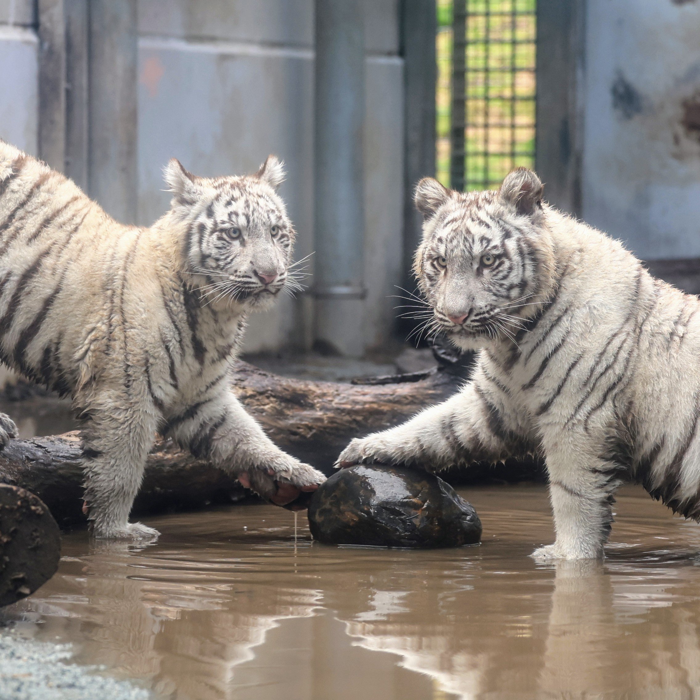 ドラカプ　まとめ　ウーロン、ジャッキー、桃白白、紫、タンバリン、猿親子、その他 ドラカプ まとめ ウーロン、ジャッキー、桃白白、紫、タンバリン