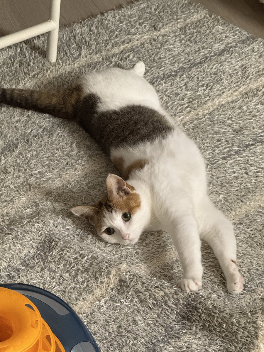 귀엽고 팔자조은 고영이 보고 가세요