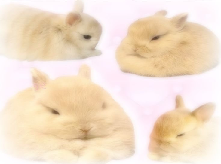 ୭̥⋆*｡𝑬𝒗𝒆𝒍𝒚𝒏𝒏 𝑩𝒓𝒐𝒐𝒌𝒔୭̥⋆*｡ tweet media