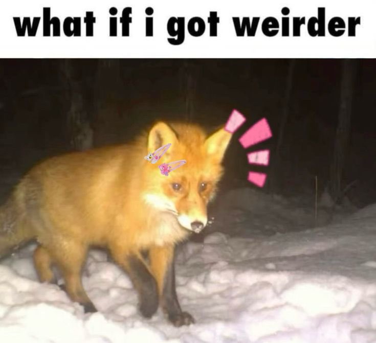 Apollow0's tweet image. Anyone know how i could quietly ask my cousin if she’s also a zoo? or anything i should look for to see if she is? 

here’s a random fox photo for your time.