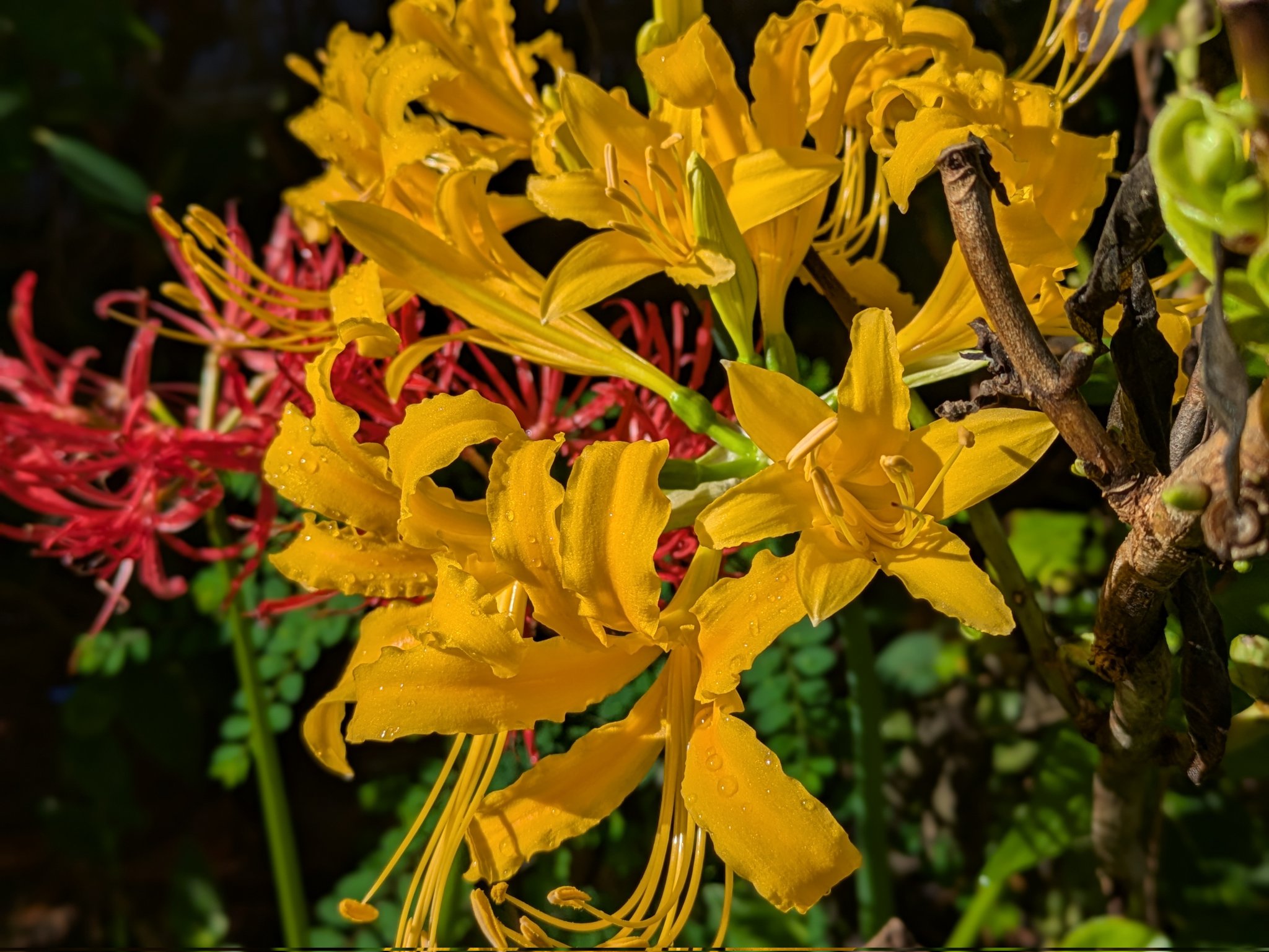 孤高の花 Z/X -Zillions of enemy X- NF DramaCD ⑨ 「13姉妹 雪月花