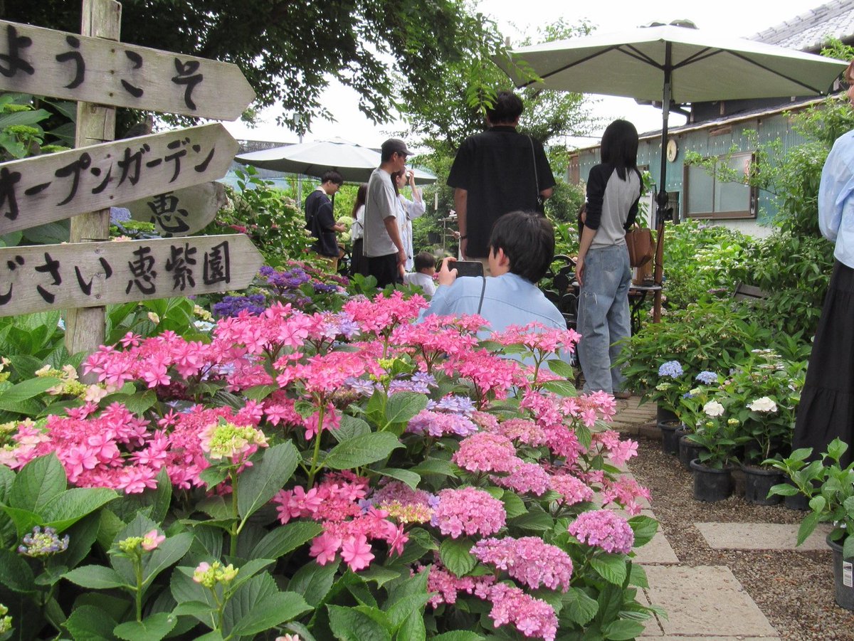 nihonhananokai tweet picture