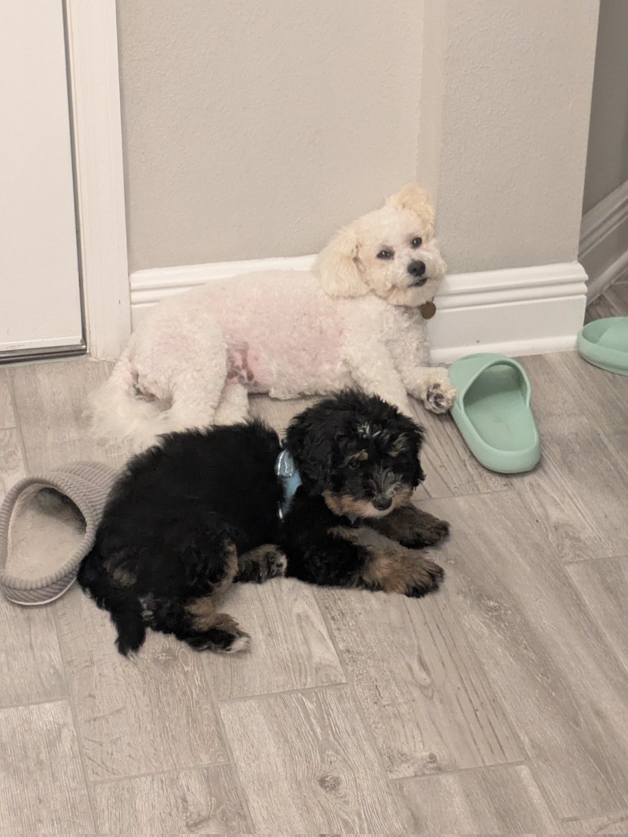 TheBosnianVegan's tweet image. Penny and Dallas tired after playing! #dogs #bestfriends