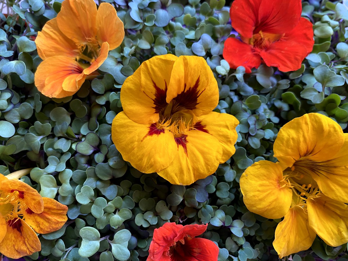 #Plants support life; caring for them sows seeds of stewardship. We can all grow goodness in ourselves and in the universe. Gardening is a great way to inspire both. #GodsCreation