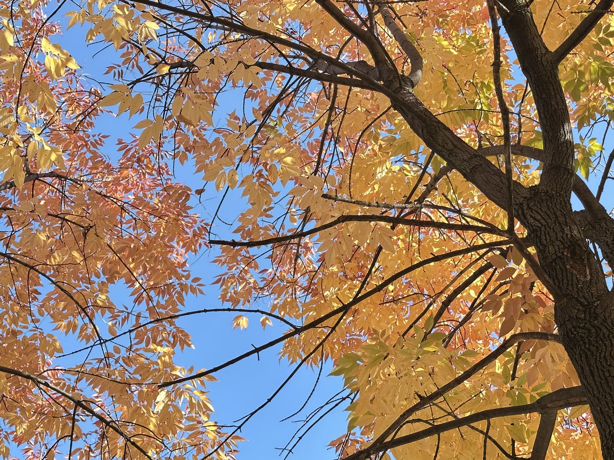 ADifferentLight's tweet photo. These photos were taken in a small park near my hotel in Montreal that had beautiful trees ❤️❤️ #travel #canada #montreal #quebec #autumn #fallcolors #nature #trees https://t.co/dbvEnK66Q7