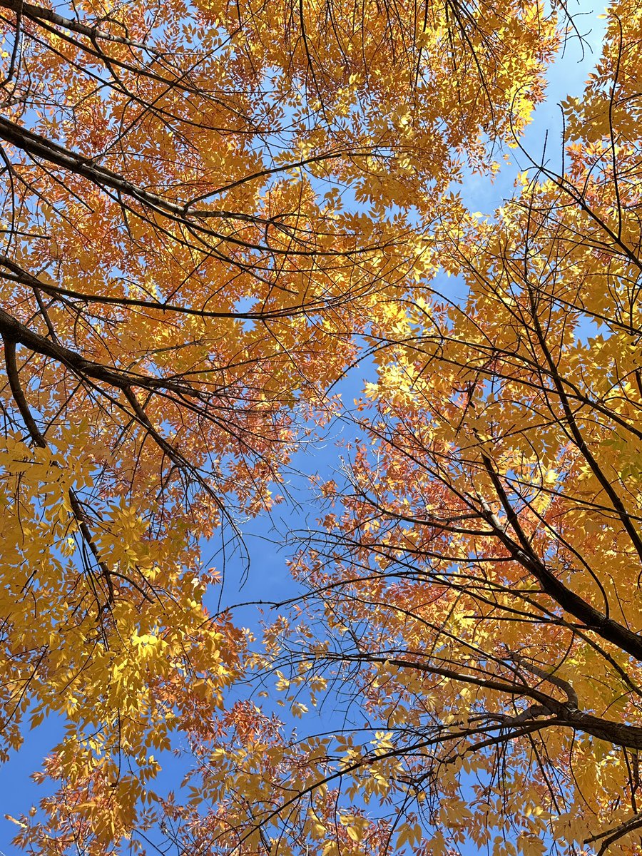 ADifferentLight's tweet photo. These photos were taken in a small park near my hotel in Montreal that had beautiful trees ❤️❤️ #travel #canada #montreal #quebec #autumn #fallcolors #nature #trees https://t.co/dbvEnK66Q7