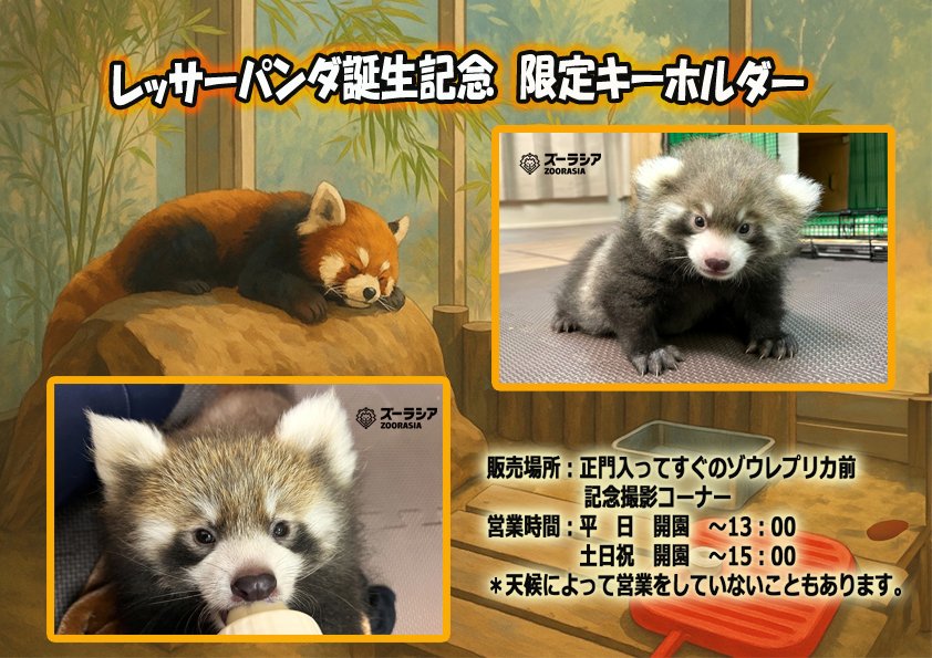 #レッサーパンダ の赤ちゃんの誕生を記念して、正門入ってすぐのゾウ前記念撮影コーナーにて、『限定キーホルダー』を販売しています！！
※天候によって営業していないことがあります。

＃ズーラシア #ZOORASIA  ＃レッサーパンダ ＃Redpanda #絶滅危惧種