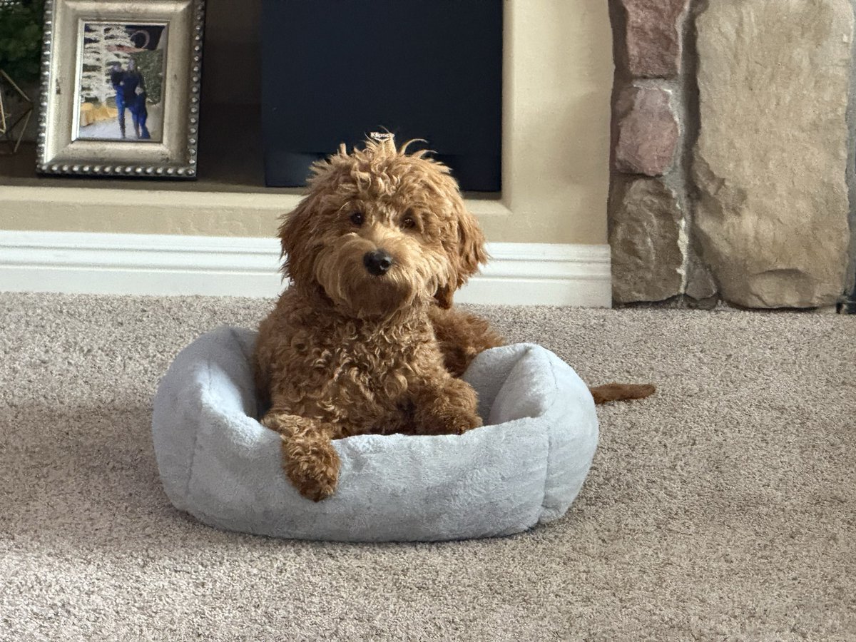 VizMaxd's tweet photo. @William4War @dogeofficialceo Like I said, I rly think he’s an Angel.  He knows things - an old soul

Fozzy is adorable!  

Great tip - I bought the Doodle “flowbee”, but … hate to admit it but I couldn’t do it.  Not on his first cut!  

Almost lost my mind when I saw him after the groomer! https://t.co/JdDmT6hnOG