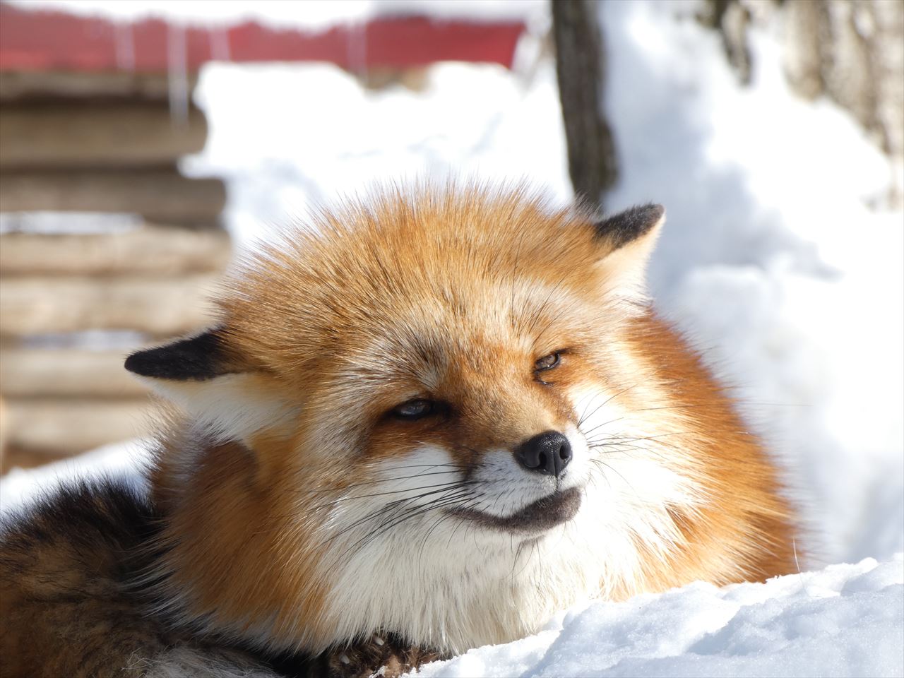 Hank (@zxHankzx) / X