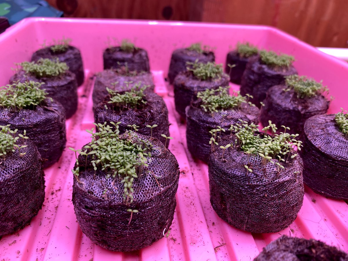 Even baby plant sprouts turn to the light, mirroring our quest for divine truth. Their seeds nourish; let's plant them to feed bodies and spirits.  #SeekTheLight