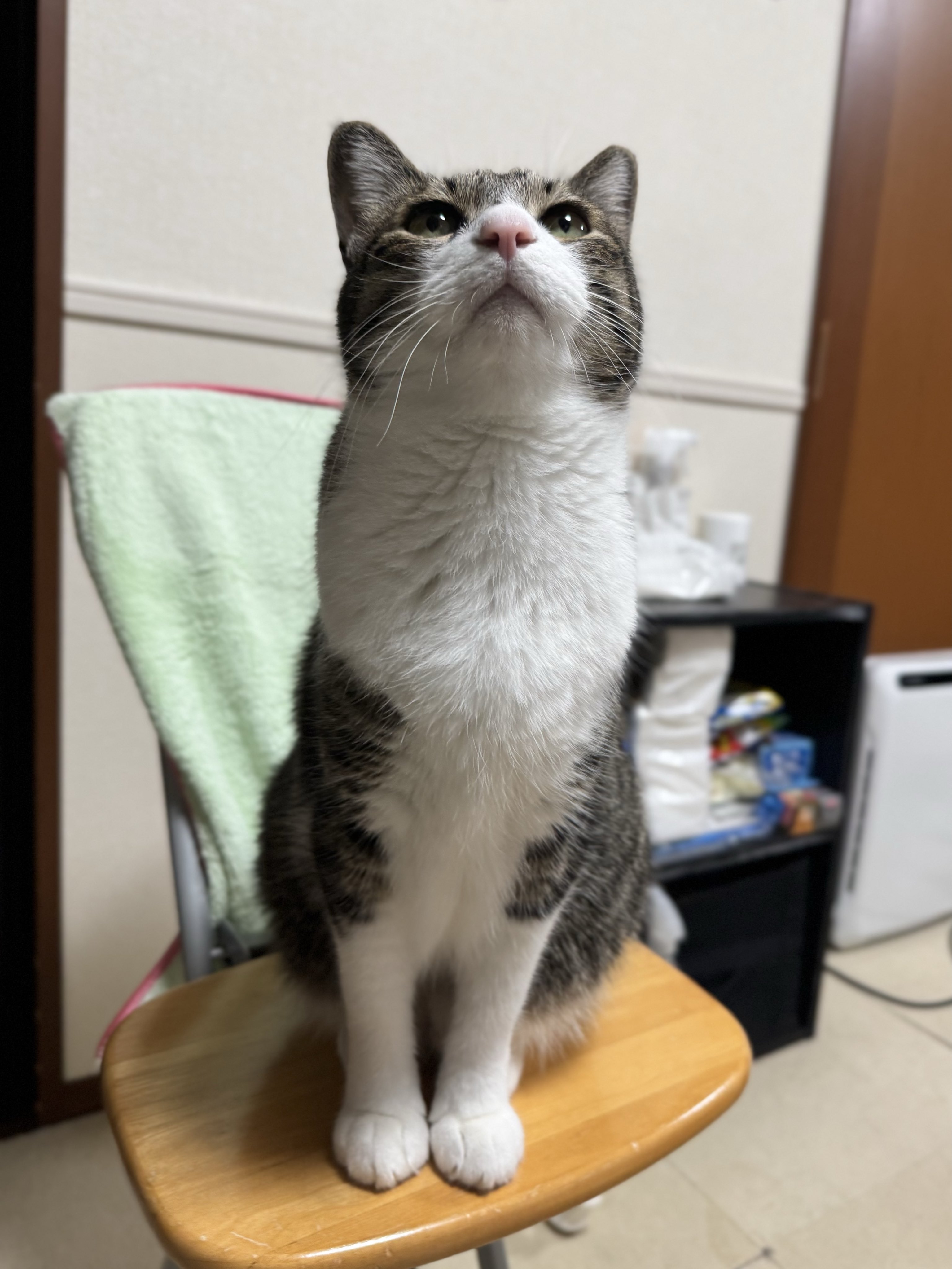 ぎんのねこ (@ginnonekoch) / X