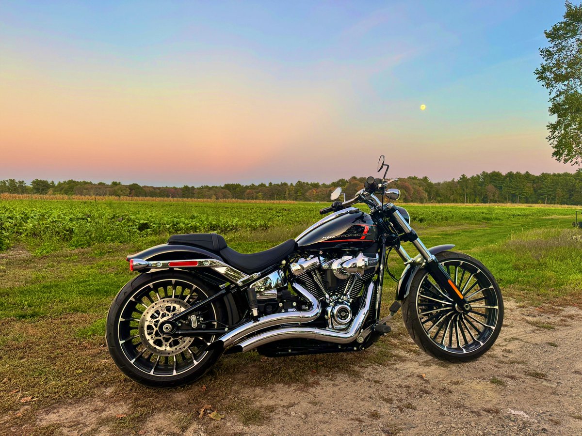 Lava Dog tweet media