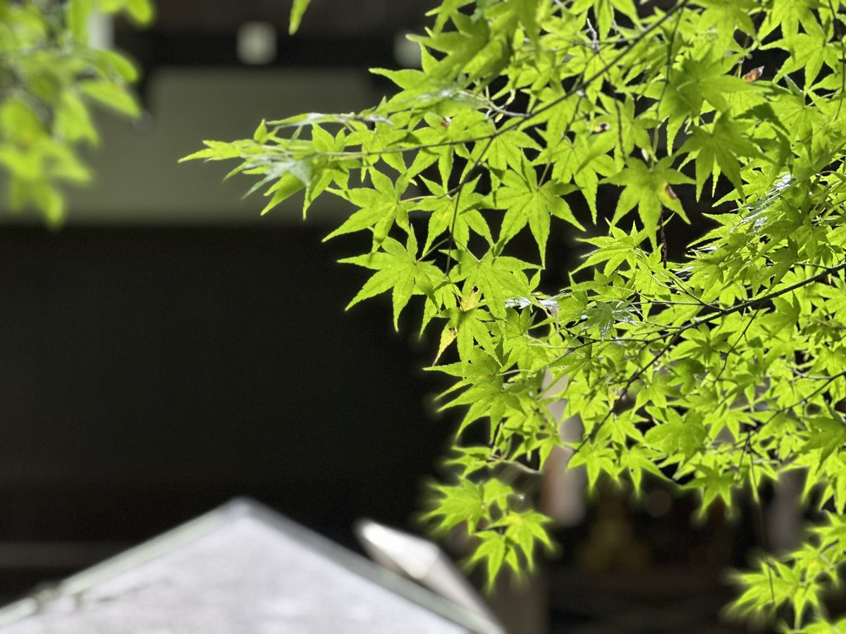 jjsanchako's tweet photo. 醍醐寺

 #フロサポ京都修学旅行 https://t.co/F5Y32hMSaP