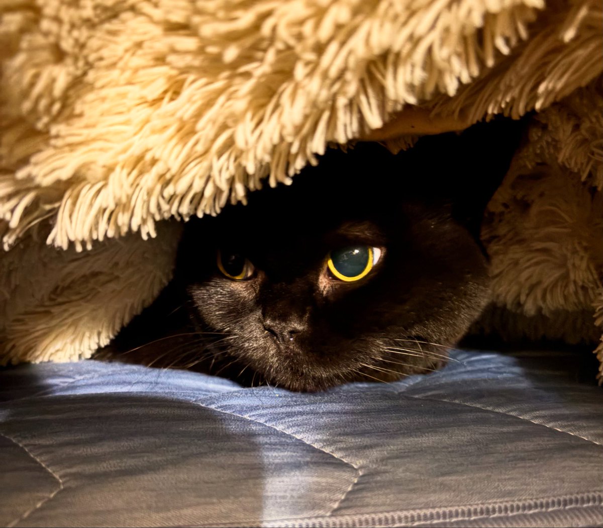 Meme_20181104's tweet photo. Today's Meme🐈‍⬛
お布団の中からおはようございます🌞
#cat #cats_of_instagram #catlover #catselfie #catlife 
#ねこ #ねこのいる生活 #ねこ好きさんとつながりたい 
#猫 #黒猫 #マンチカン https://t.co/rAdf6mJpxu