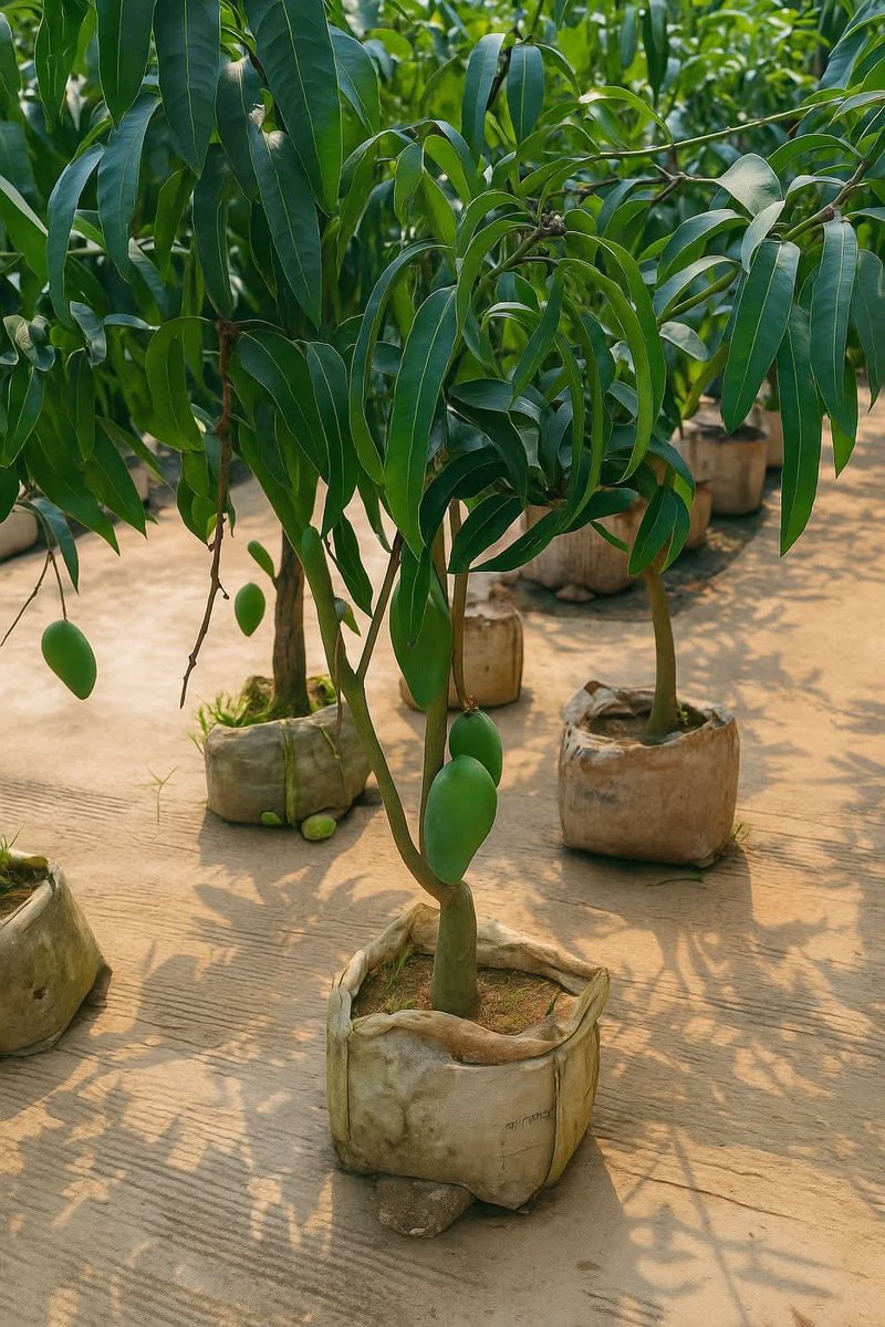 TIPS PRAKTIS MENANAM MANGGA DALAM POT, CEPAT TUMBUH &amp; BERBUAH.

Berikut langkah² nya:

Pilih Bibit Unggul
Gunakan bibit hasil okulasi atau sambung pucuk, tinggi ±50–100 cm. Jenis seperti Arumanis, Mahatir, Kiojay atau Chokanan cocok untuk tabulampot.

Siapkan Pot Besar
Gunakan