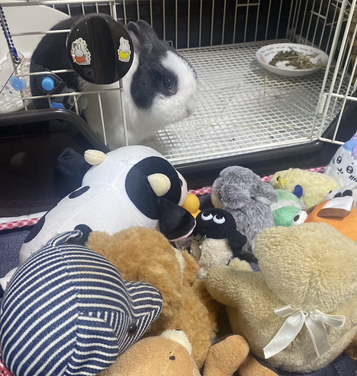 おはようもこ🐰
巣ごもりがちな、うさぎを
訪ねてきたお友達🐰😊
#うさぎ　#うさぎのいる暮らし