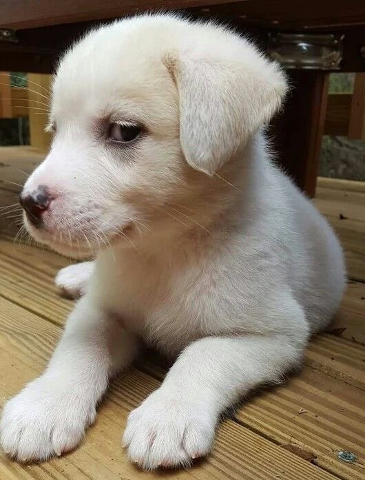 💖 (@twaniimals) on Twitter photo 