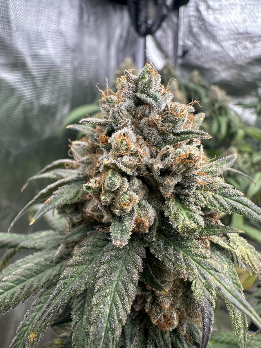 4Rare420_rx's tweet image. And so many more of you I can’t fit in here! 👋 forgive the photo quality…

As usual on the grind harvest of my 1st pheno hunt runner SkittyG #5 Like Oranges (Tangy) &amp;amp; Dark Chocolate with a tad of Lavender. But really just cause I’m trying keep up 😂 run…#Shoutout to…