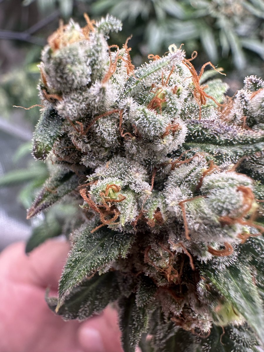 4Rare420_rx's tweet image. And so many more of you I can’t fit in here! 👋 forgive the photo quality…

As usual on the grind harvest of my 1st pheno hunt runner SkittyG #5 Like Oranges (Tangy) &amp;amp; Dark Chocolate with a tad of Lavender. But really just cause I’m trying keep up 😂 run…#Shoutout to…