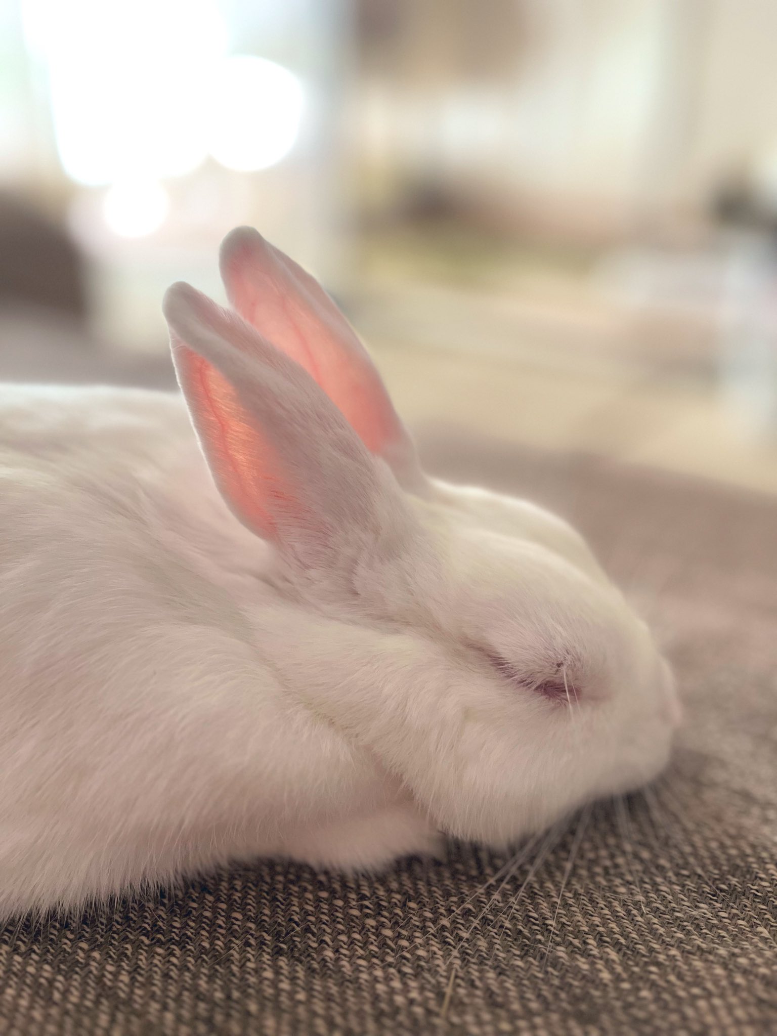 きなこページ 立ち耳ロップのきなこ (@kinakina0124) / X