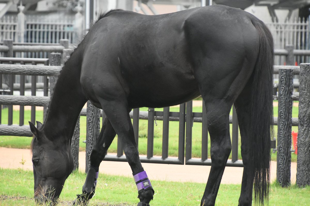 本日のディープボンド。 #京都競馬場