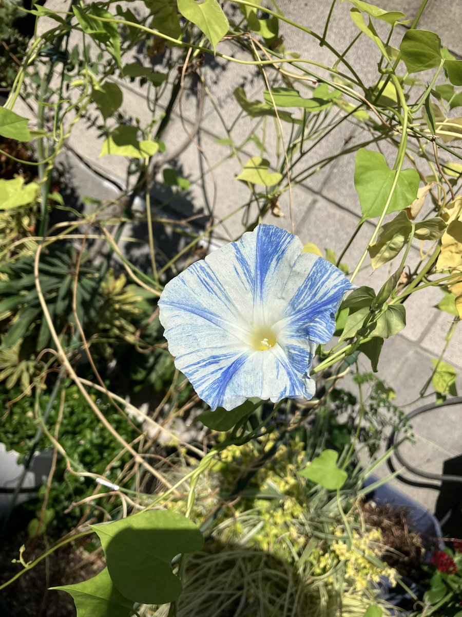 #朝活書写
おはようございます😊
今日は品川ステラボールへLIVEを見に、の前に麻辣湯なるものを食したく調べたところ品川にはお店が無いみたい😅
五反田に寄り道します
久しぶりだぜ五反田〜