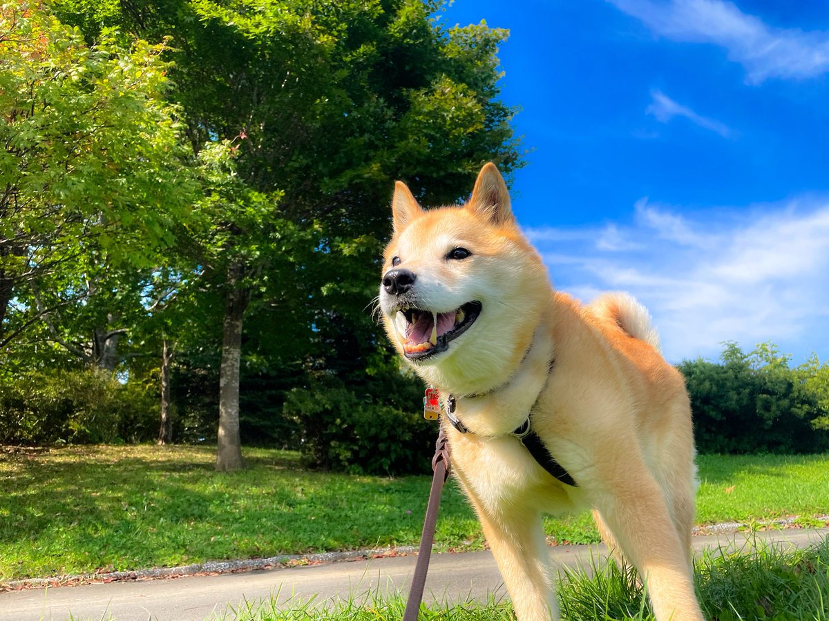 いぬさん San-X いしよわちゃん ぶらさげぬいぐるみ いしつよちゃん 9255