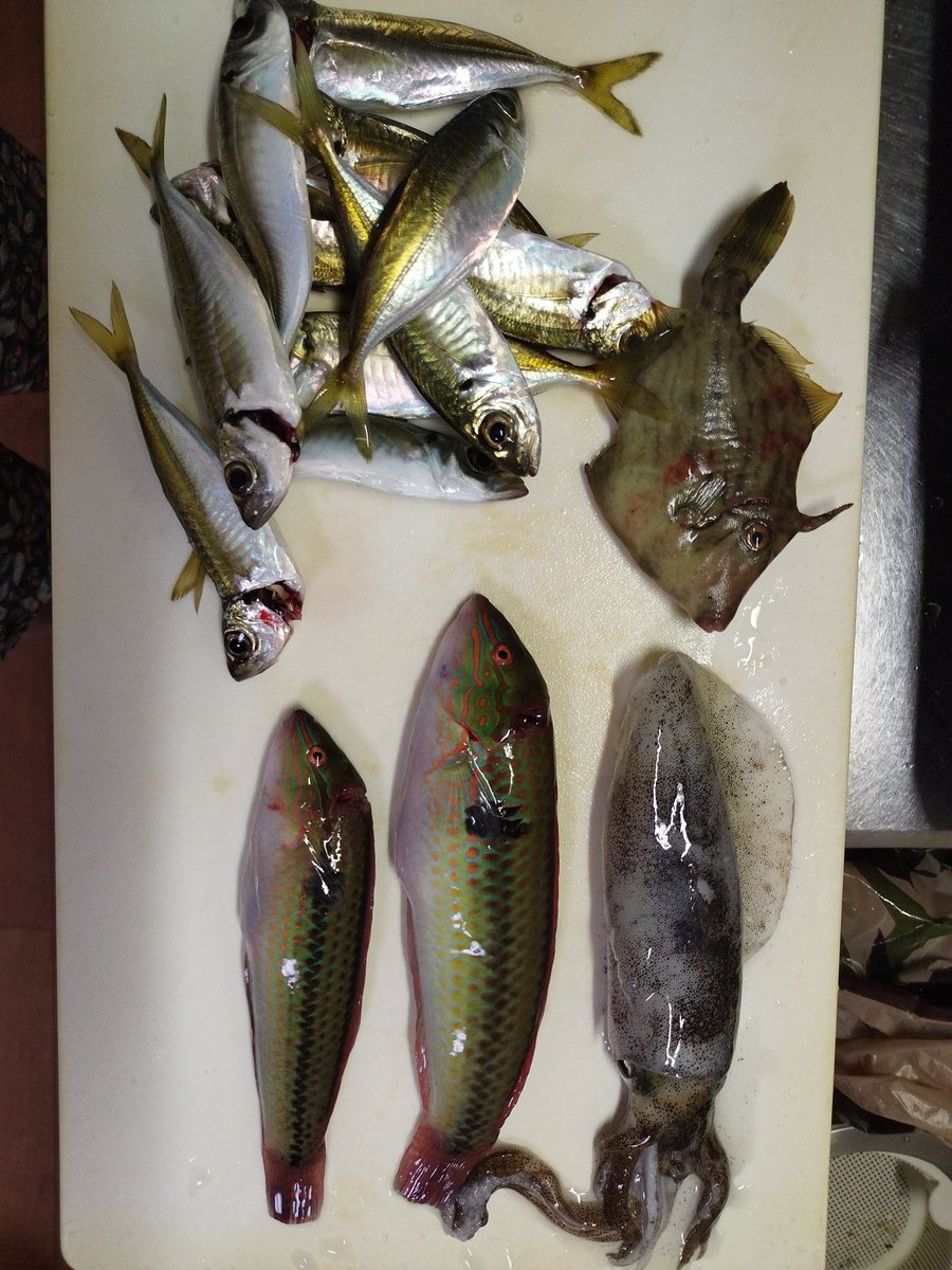 grasskobe's tweet photo. 雨風の予報ですが、カッパ着てスズキ狙い、エビ撒き釣り🎣向い風で釣り難い！潮も悪くミニチャリコだらけ、夕方に期待するも小アジだらけ！久しぶりの貧果、釣りは難しいです!#淡路島釣り#ヤフオク#エビ撒き釣り#ラルフ#アバクロ#グラスホッパー神戸 https://t.co/xXwVARtTSE