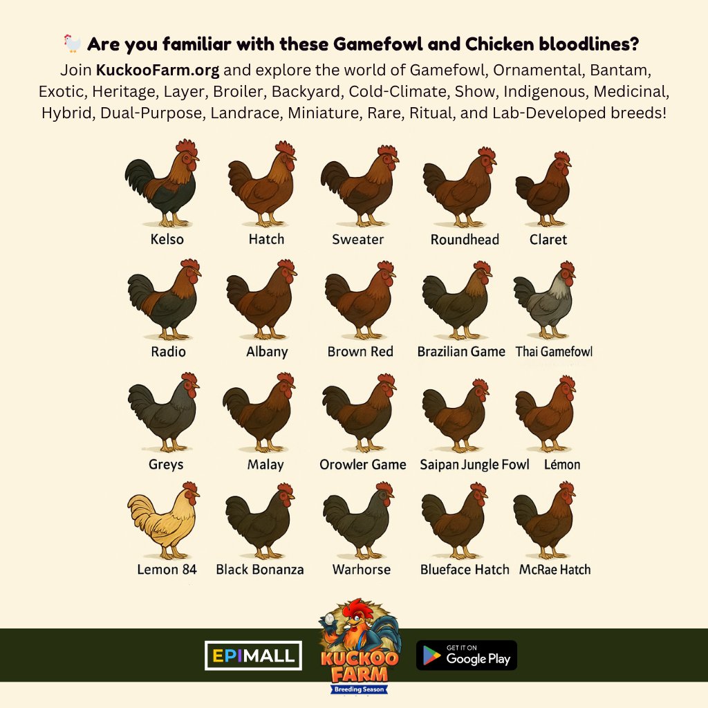 michael_ceo's tweet photo. π Are you familiar with these Gamefowl and Chicken bloodlines?
π£ Join https://t.co/ymwxAIJw5R and explore the world of Gamefowl, Ornamental, Bantam, Exotic, Heritage, Layer, Broiler, Backyard, Indigenous, Medicinal and more...
#KuckooFarm #FCRGFrewards https://t.co/HYJjWcvp57