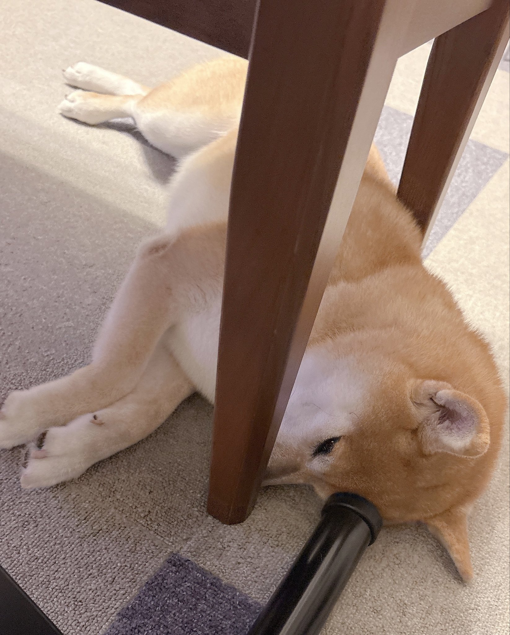 柴犬むぎ (@shiba_inu_mugi) / X