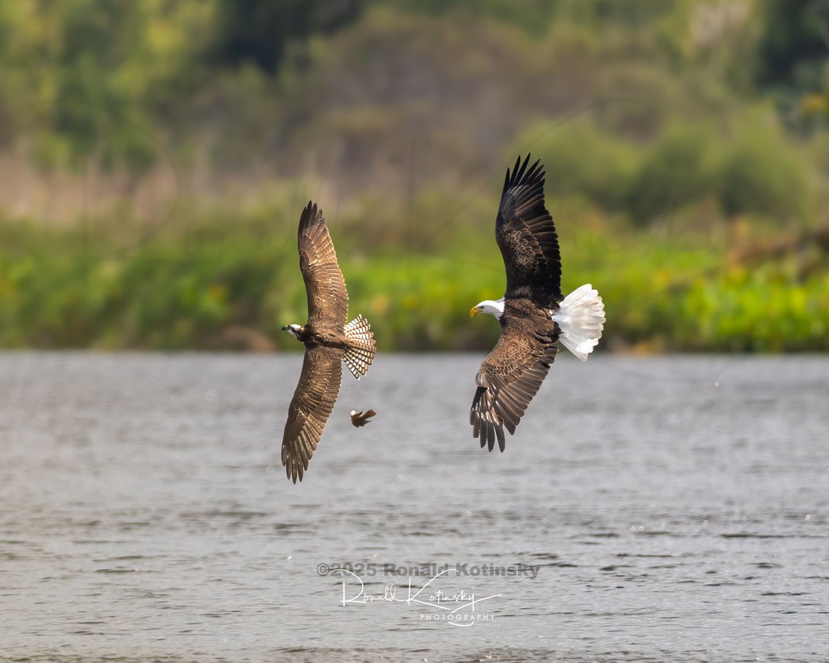 rkotinsky's tweet image. The Cypress, The Eagle and the Osprey
-
Another Fantastic Chase Capture
Oct. 4th 2025
Florida
-
In this week's exclusive subscription article learn all about the bald eagle nesting season in Florida and where you might find and photograph them.
--
patreon.com/posts/bald-eag……