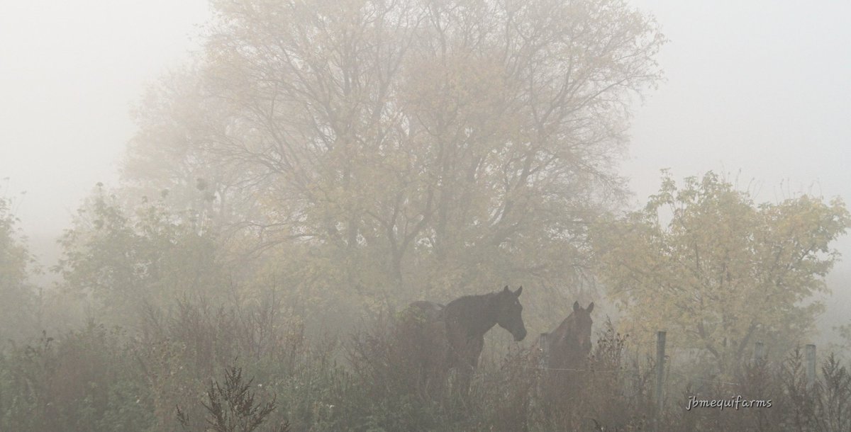 It was 'pea soup' thick yesterday morning . 

#fallvibes #horses #mybackyard #mbwx #Manitoba #foggyFriday #fog