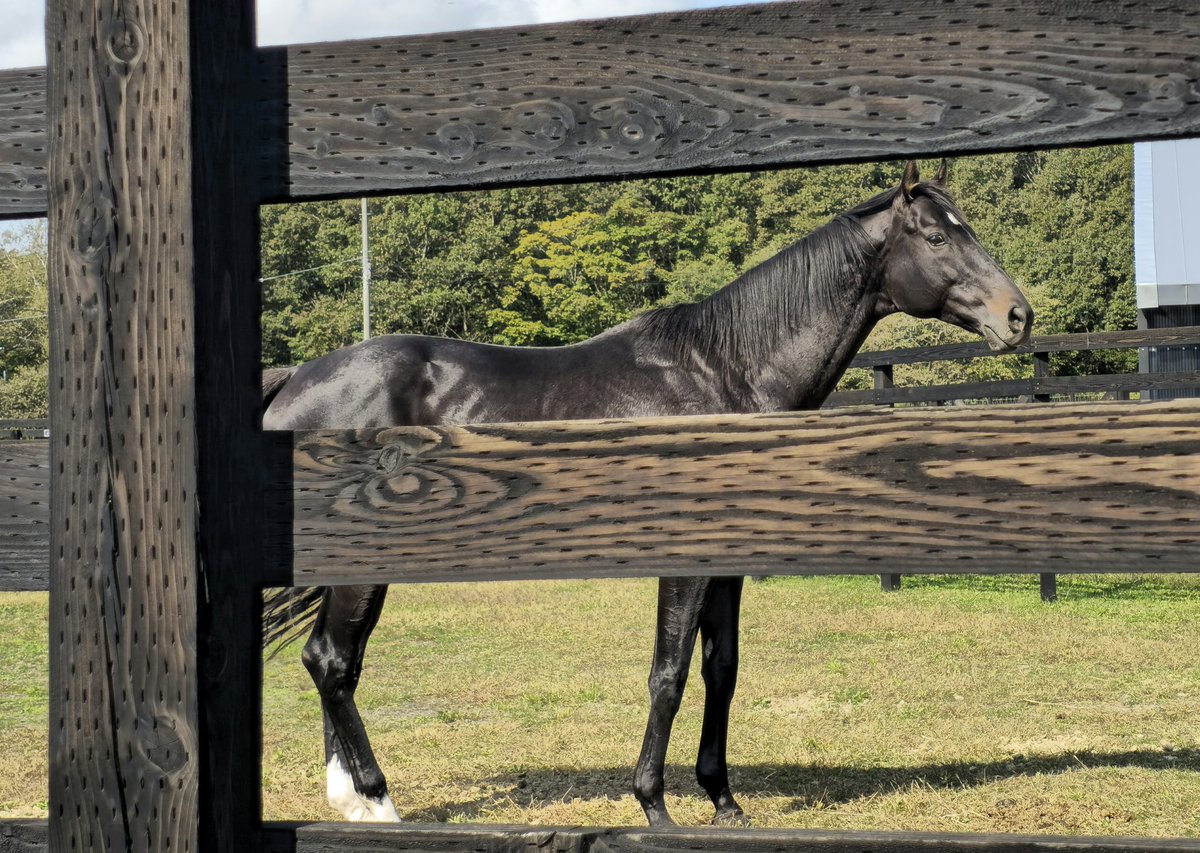 シャフリヤールのダービーゴール前写真未使用激レア シャフリヤールのダービーゴール前写真未使用激レア 2025年最新