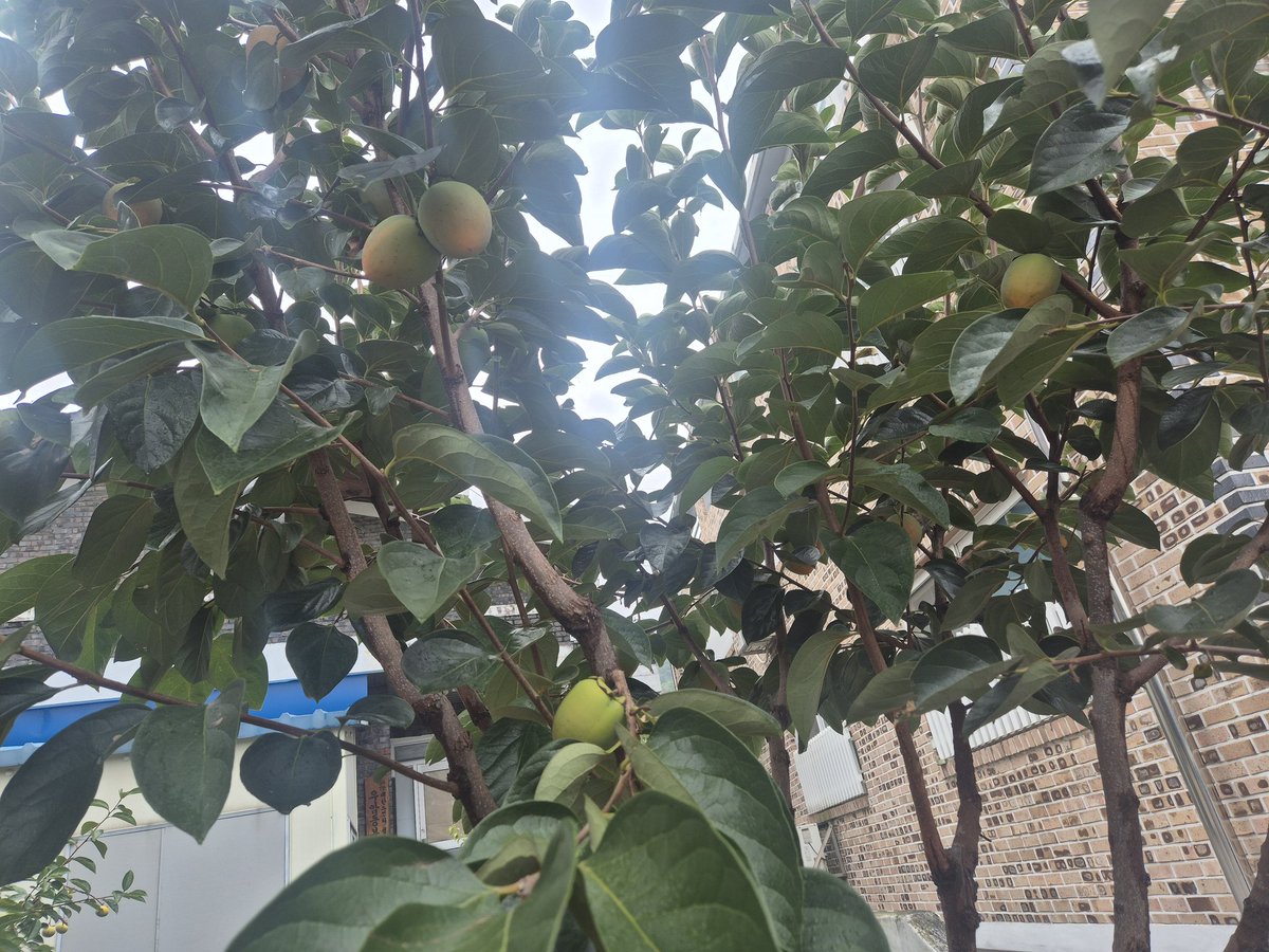 대봉감,단감 올해 풍년이다. ㅎ ㅎ