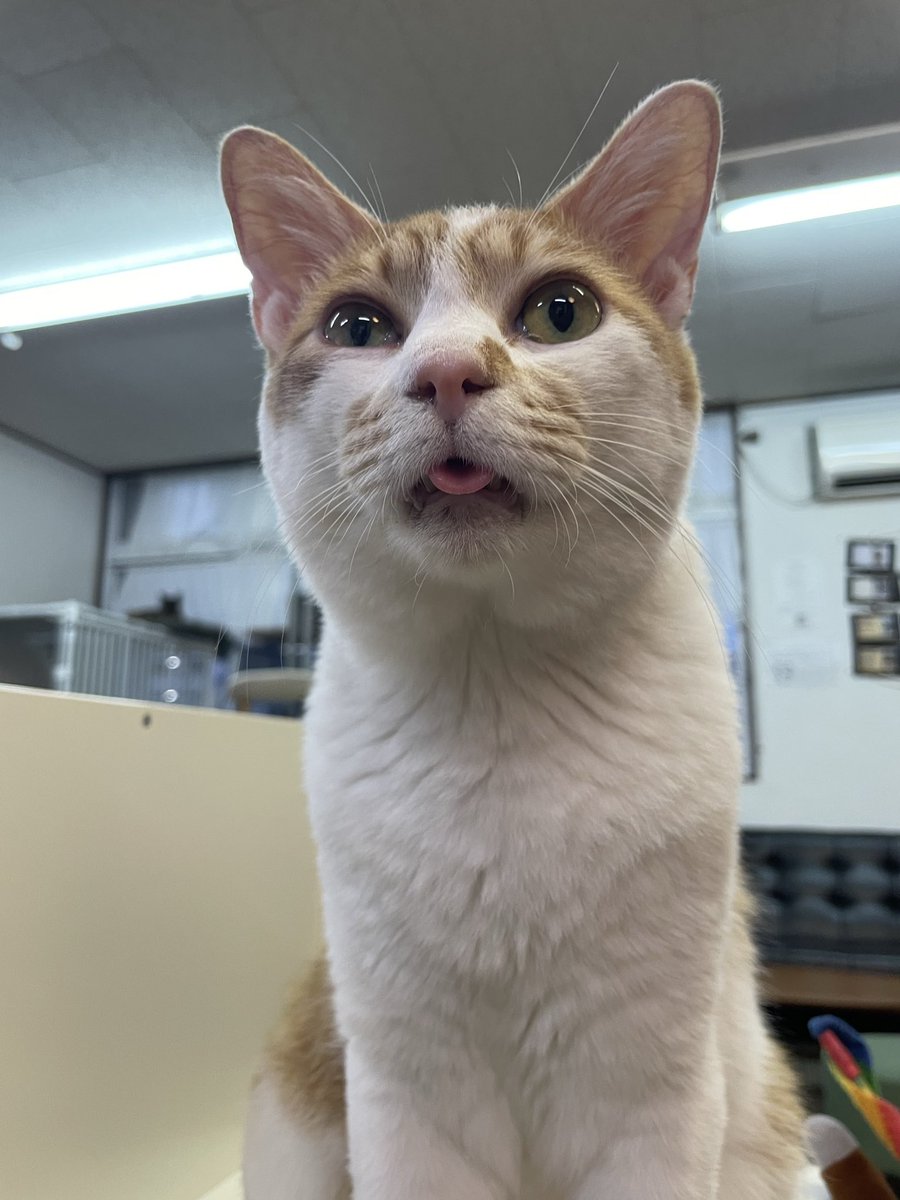pokoi0502's tweet photo. 保護猫カフェ
靴下履いてるみたいな模様かわいすぎな https://t.co/SWQqVaQ7sg