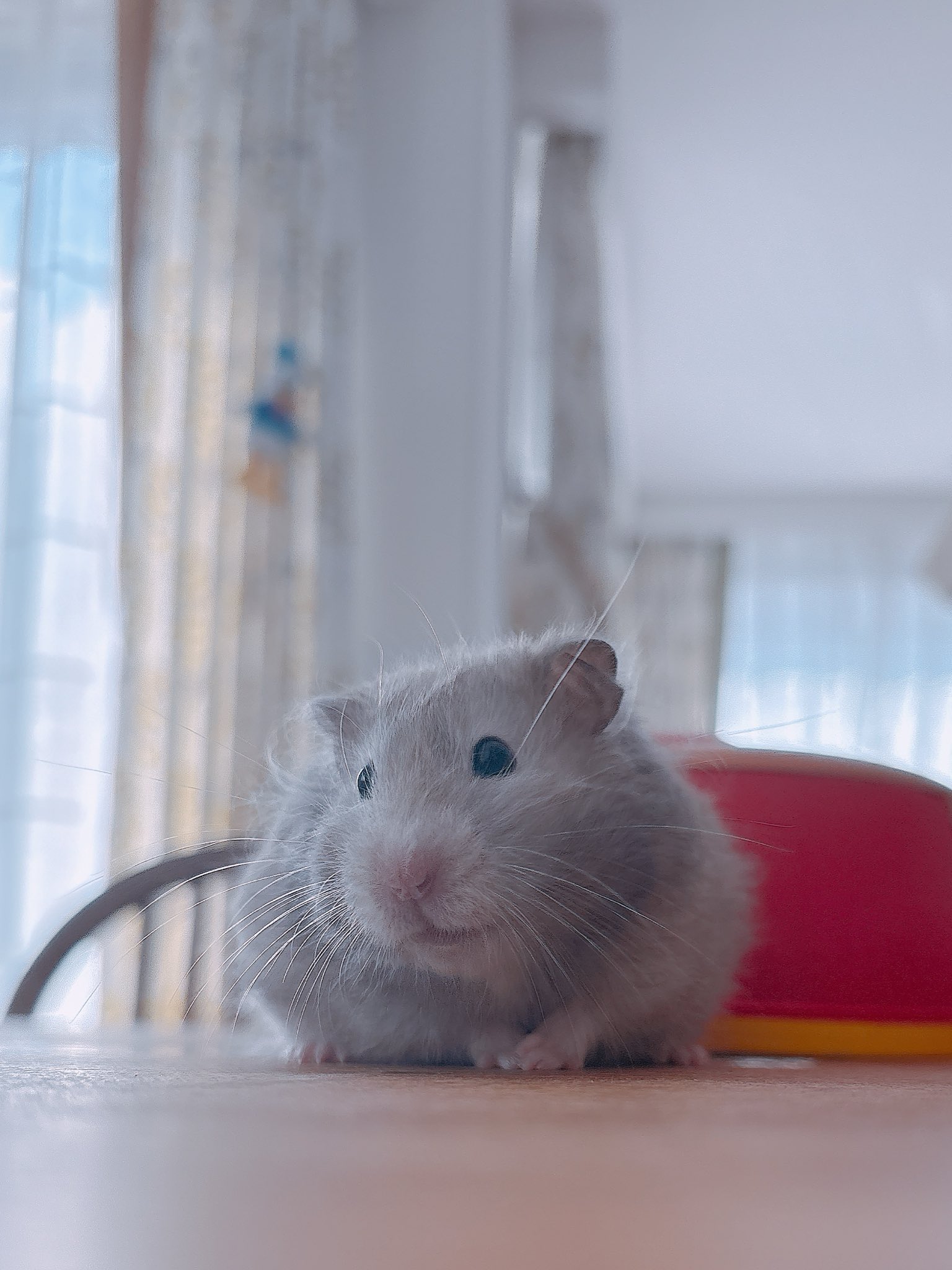 ハムちゃん Amazon.co.jp: とっとこハム太郎 ハムちゃんずコレクション 幻の