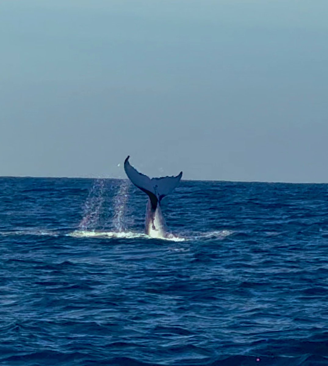 Blessed this morning…… 

We watched this calf practice its breeches for almost an hour. Special, special morning.