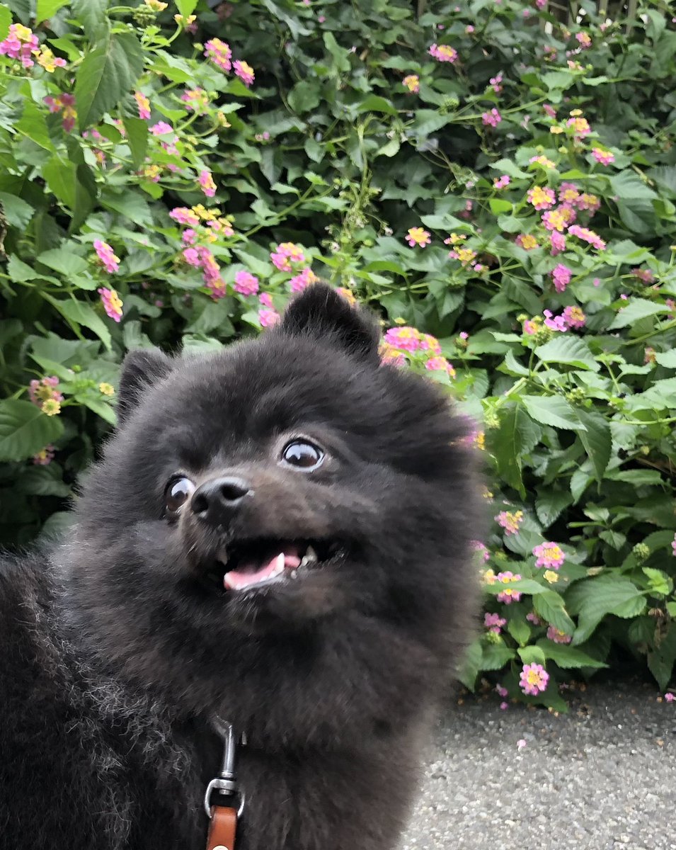 おは🐻です🐾
今朝は涼しいし昨日ジュビロ勝って気分いいからLongで朝んぽ🐾😁

#ポメラニアン
#犬好きさんと繋がりたい
#ポメマイド