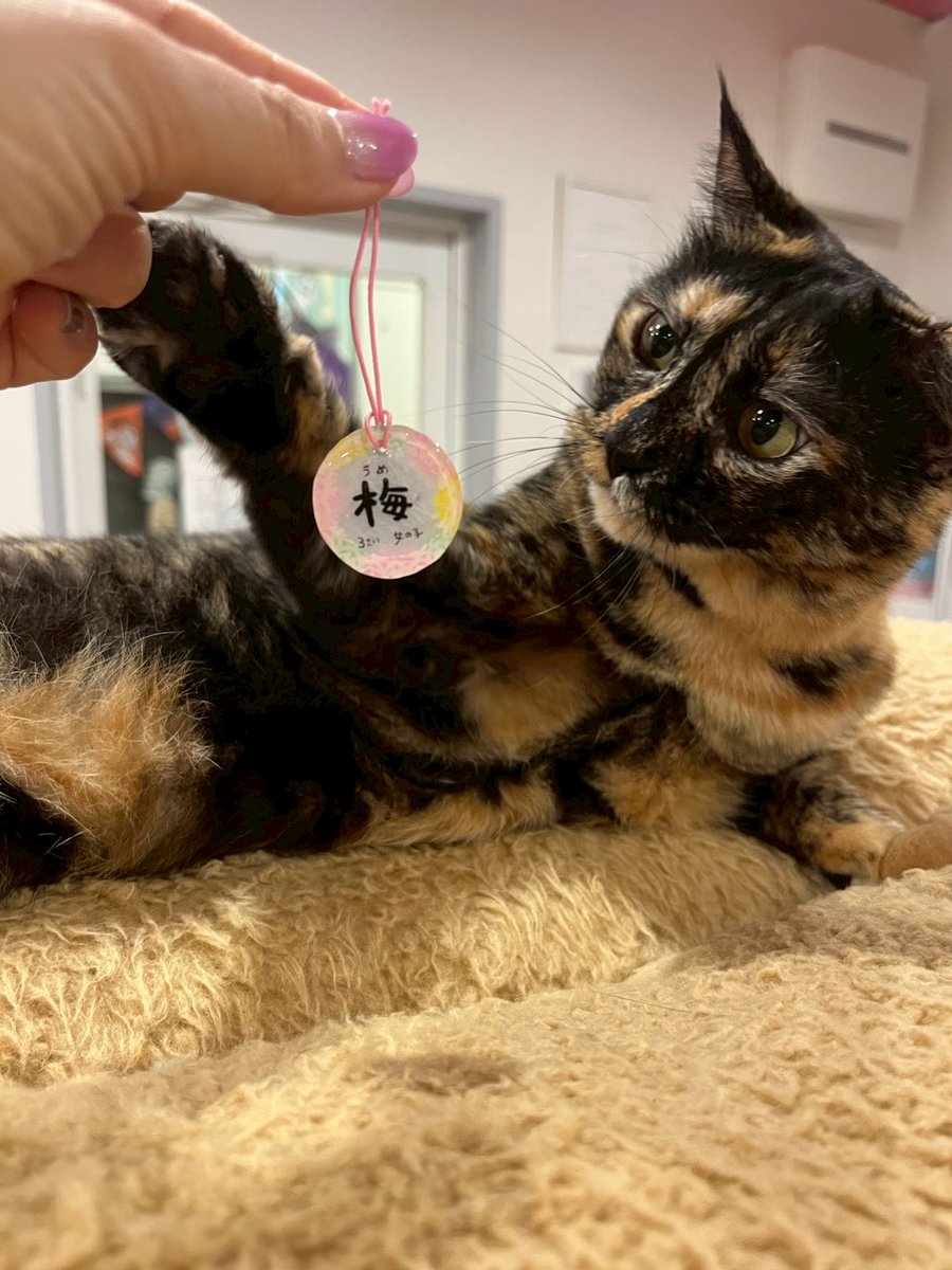 fivキャリア猫の理解を広めたい - البحث / X