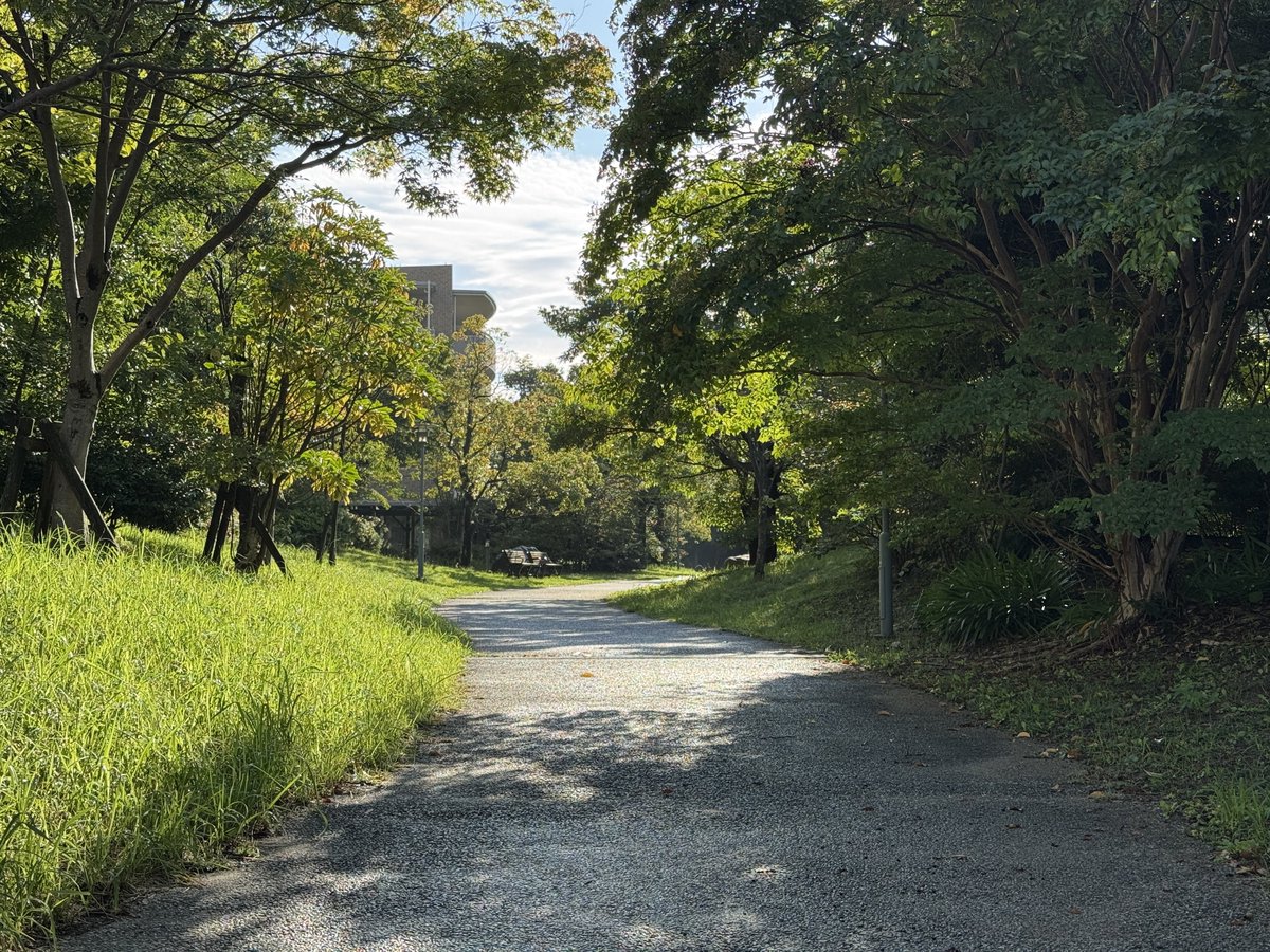 akky709's tweet photo. アイランドシティの緑道シリーズ🌴 https://t.co/OPEyUDkvq3