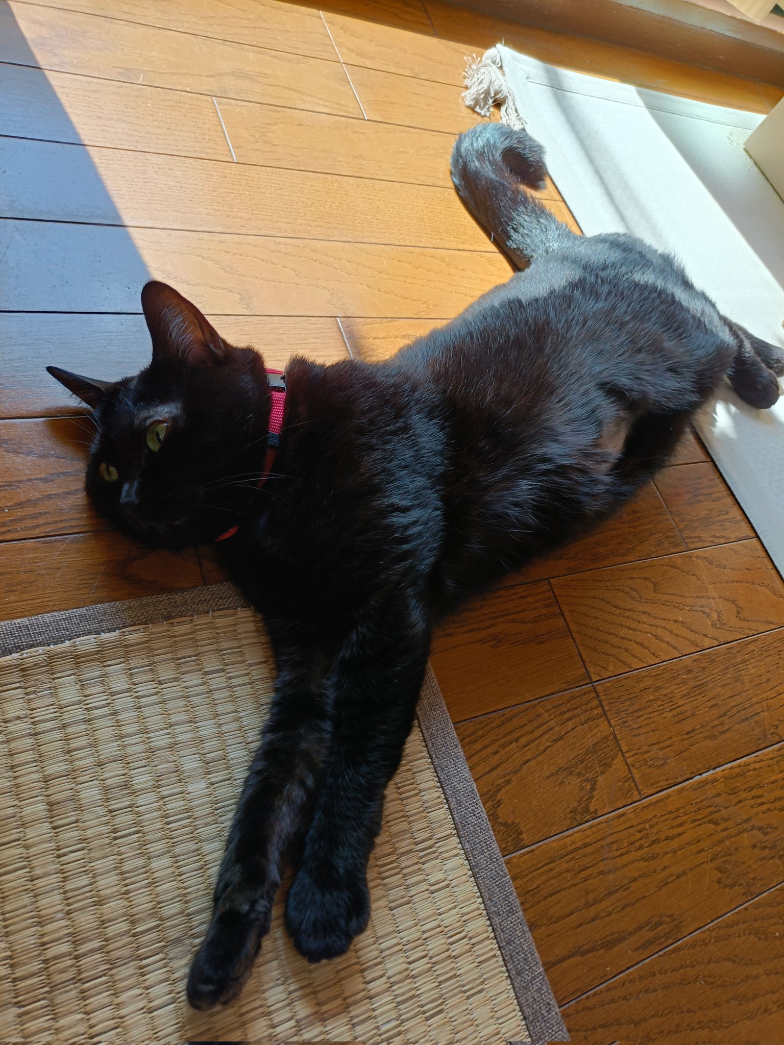 ふみちゃんページ 楽天市場】妖怪ウォッチ DX妖怪ウォッチ フミちゃんVer