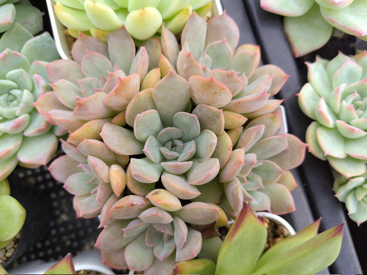 ねえねえみてみて爆イケ👑𝐍𝐨. 𝟏🏆

1、2枚目の元々の株がベリベリ♡ラブリーなので、葉挿し作って花束にしたのが3枚目
 
3枚目のは夏遮光と根詰まりしてないから色がまだ

今後がたのしみ(ง ˙꒳​˙ )ว