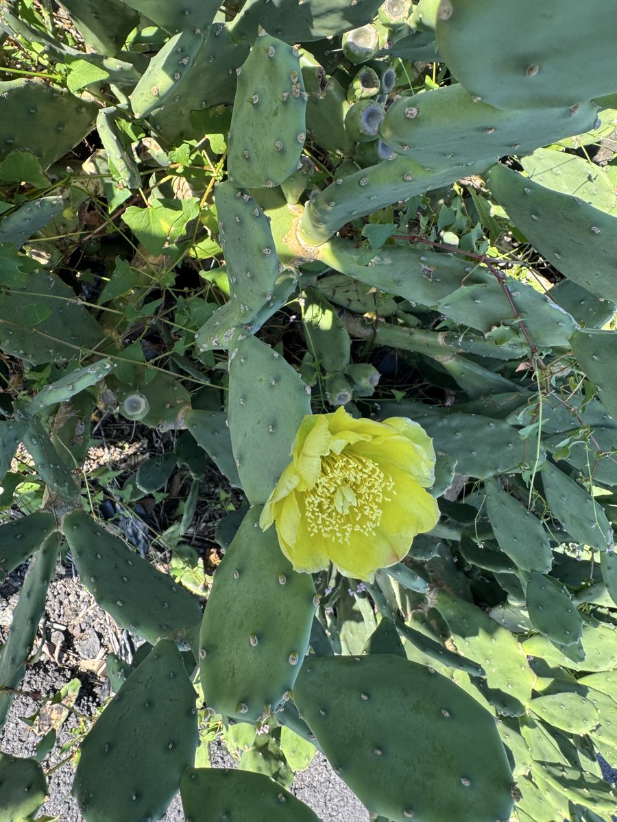 백년초 선인장 꽃