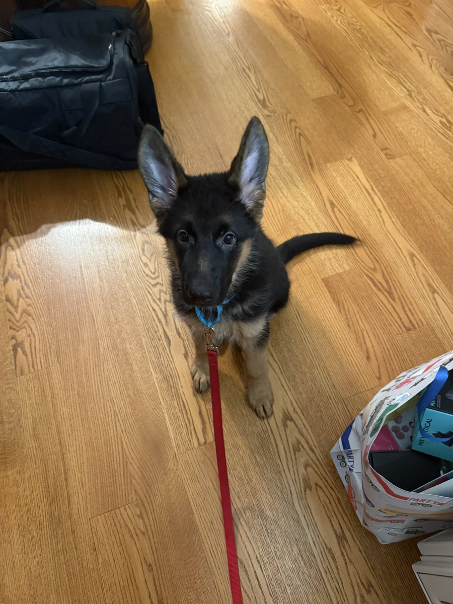 Tickyyy_'s tweet photo. Say hi to the new pup https://t.co/vKJUTS7k8R