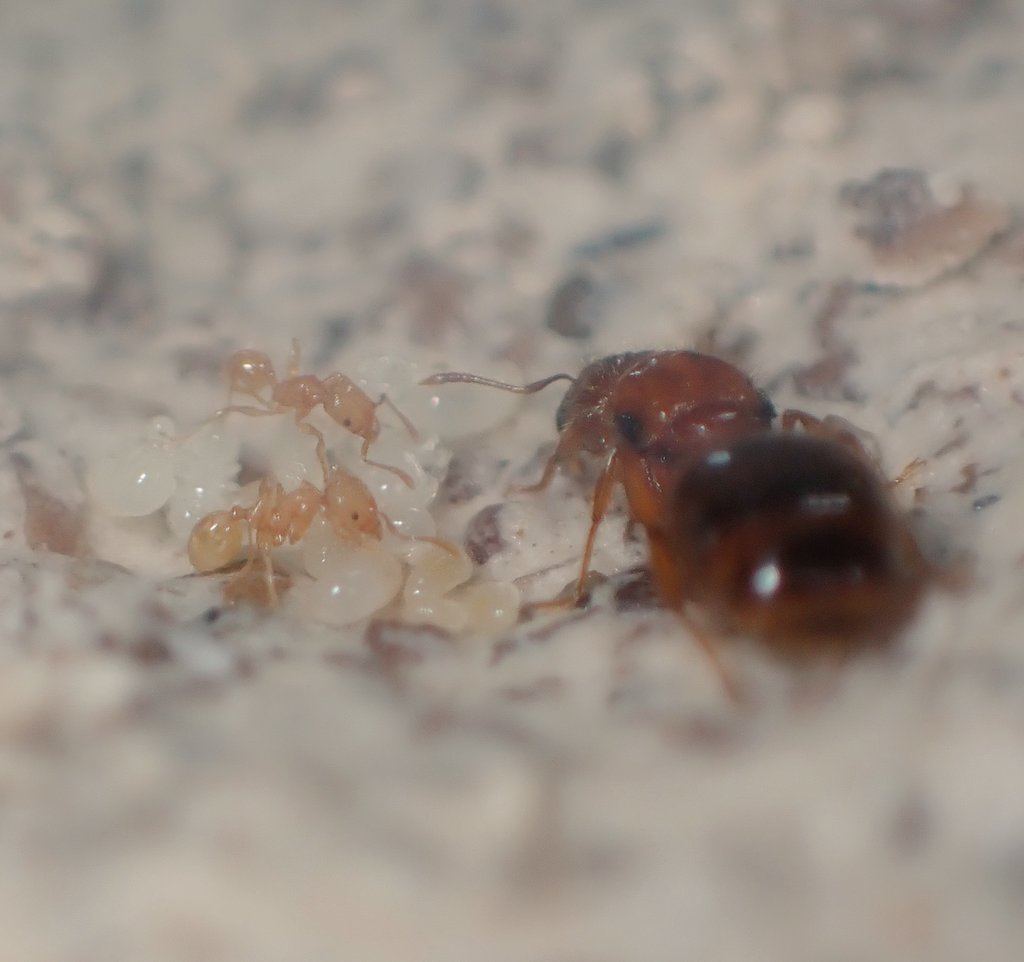 c90UEGv3HUTi5oz's tweet image. #アズマオオズアリ
#Pheidole fervida

今年飛行の女王からワーカー出て来てたヽ(^。^)ノ

小さくってとても可愛らしいね💕