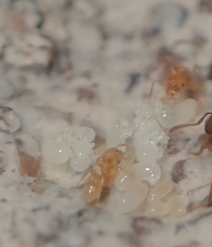 c90UEGv3HUTi5oz's tweet image. #アズマオオズアリ
#Pheidole fervida

今年飛行の女王からワーカー出て来てたヽ(^。^)ノ

小さくってとても可愛らしいね💕