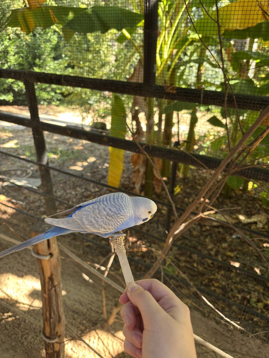 My favorite will forever be feeding the pretty birds 🐦🩵💚 (I really wanted to take that blue one home 🥹)